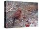 Cardinal and Berries-Kevin Dodds-Premier Image Canvas