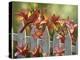 Cardinal and Lilies-William Vanderdasson-Premier Image Canvas