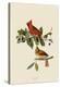Cardinal Grosbeak-John James Audubon-Stretched Canvas