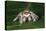 Cardinal jumper spider on a leaf, USA-Barry Mansell-Premier Image Canvas