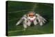 Cardinal jumper spider on a leaf, USA-Barry Mansell-Premier Image Canvas