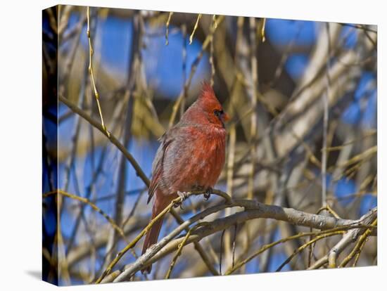 Cardinal resting on branch-Michael Scheufler-Premier Image Canvas