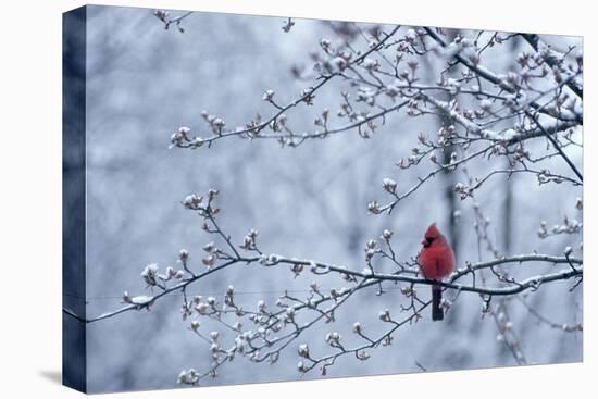 CARDINAL SITTING IN APPLE TREE SPRING WITH SNOW ON LIMBS AND BUDS-Panoramic Images-Premier Image Canvas