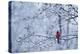 CARDINAL SITTING IN APPLE TREE SPRING WITH SNOW ON LIMBS AND BUDS-Panoramic Images-Premier Image Canvas