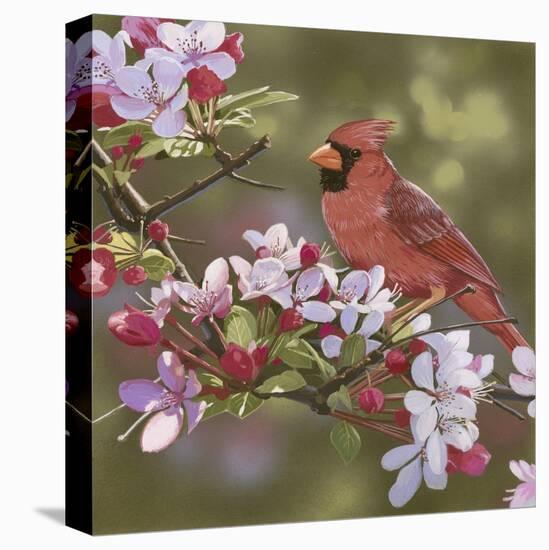 Cardinal with Apple Blossoms-William Vanderdasson-Premier Image Canvas