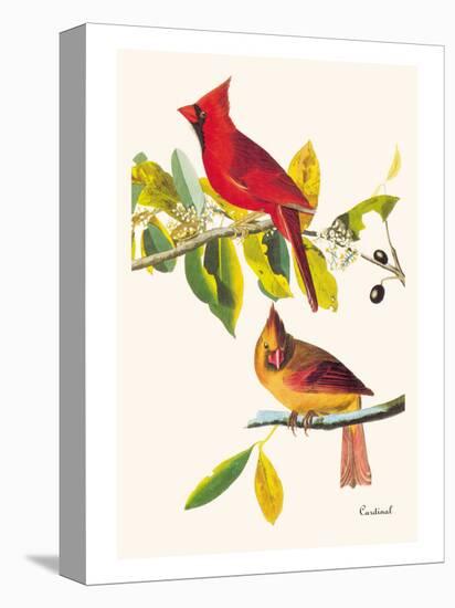 Cardinal-John James Audubon-Stretched Canvas