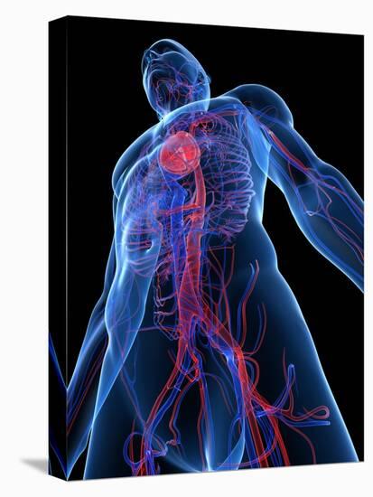 Cardiovascular System, Artwork-SCIEPRO-Premier Image Canvas