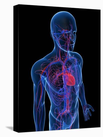 Cardiovascular System, Artwork-SCIEPRO-Premier Image Canvas