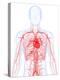 Cardiovascular System, Artwork-SCIEPRO-Premier Image Canvas