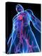 Cardiovascular System, Artwork-SCIEPRO-Premier Image Canvas