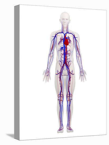 Cardiovascular System, Artwork-SCIEPRO-Premier Image Canvas