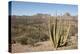 Cardon cactus, near Loreto, Baja California, Mexico, North America-Tony Waltham-Premier Image Canvas