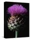 Cardoon-Clay Perry-Premier Image Canvas