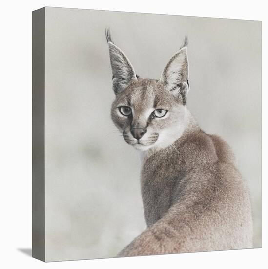 Careful Caracal-Wink Gaines-Stretched Canvas