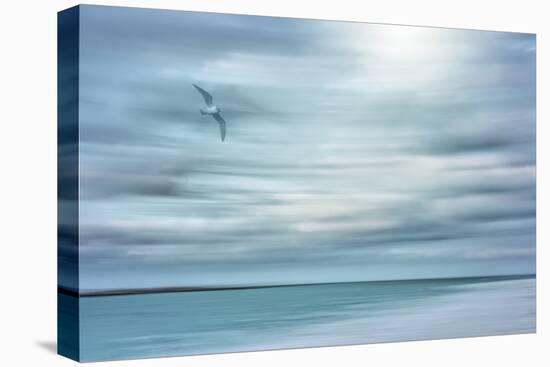 Caribbean, Bahamas, Little Exuma Island. Abstract of bird and beach.-Jaynes Gallery-Premier Image Canvas