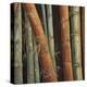 Caribbean Bamboo II-Tita Quintero-Stretched Canvas