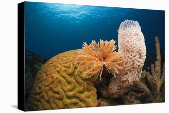 Caribbean Coral Reef-Reinhard Dirscherl-Premier Image Canvas