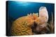 Caribbean Coral Reef-Reinhard Dirscherl-Premier Image Canvas