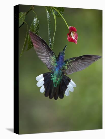 Caribbean, Costa Rica. Violet sabrewing hummingbird feeding.-Jaynes Gallery-Premier Image Canvas
