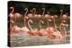 Caribbean flamingo flock, Yucatan Peninsula, Mexico-Claudio Contreras-Premier Image Canvas