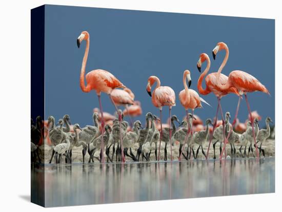 Caribbean Flamingo (Phoenicopterus Ruber) Adults Guarding Chick-Claudio Contreras-Premier Image Canvas