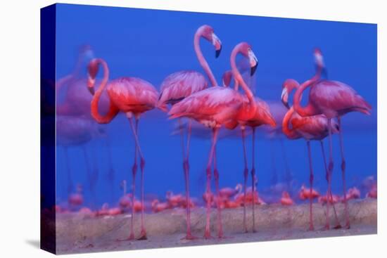 Caribbean Flamingo (Phoenicopterus Ruber) Preparing to Sleep-Claudio Contreras-Premier Image Canvas