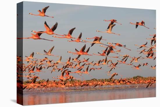 Caribbean flamingo taking off from sleeping site at dawn, Mexico-Claudio Contreras-Premier Image Canvas