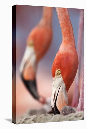 Caribbean Flamingo tending to newborn chick, Yucatan Peninsula, Mexico-Claudio Contreras-Premier Image Canvas