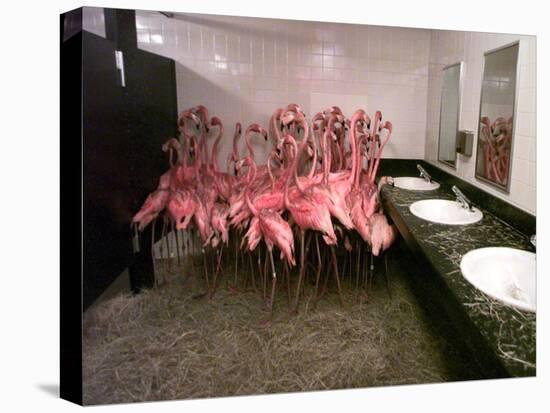 Caribbean Flamingos from Miami's Metrozoo Crowd into the Men's Bathroom-null-Premier Image Canvas