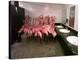 Caribbean Flamingos from Miami's Metrozoo Crowd into the Men's Bathroom-null-Premier Image Canvas