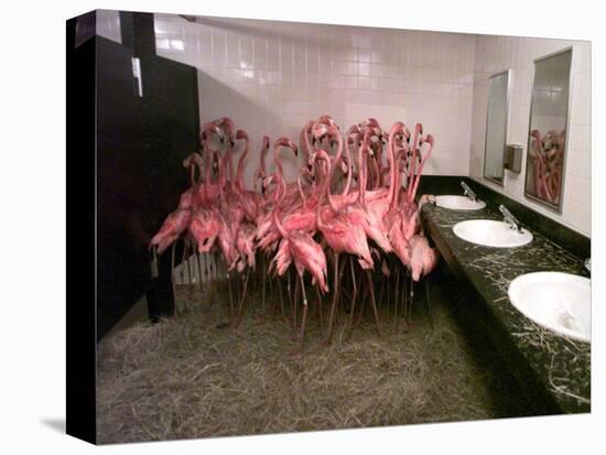 Caribbean Flamingos from Miami's Metrozoo Crowd into the Men's Bathroom-null-Premier Image Canvas