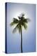 Caribbean, Puerto Rico. Coconut palm tree at Luquillo Beach.-Jaynes Gallery-Premier Image Canvas