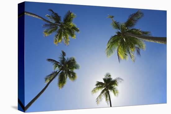 Caribbean, Puerto Rico. Coconut palm trees at Luquillo Beach.-Jaynes Gallery-Premier Image Canvas