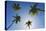 Caribbean, Puerto Rico. Coconut palm trees at Luquillo Beach.-Jaynes Gallery-Premier Image Canvas