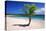 Caribbean, Puerto Rico, Vieques. Lone coconut palm on Red Beach.-Jaynes Gallery-Premier Image Canvas