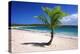 Caribbean, Puerto Rico, Vieques. Lone coconut palm on Red Beach.-Jaynes Gallery-Premier Image Canvas