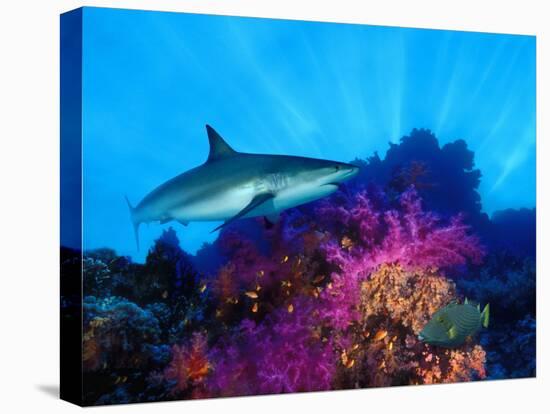Caribbean Reef Shark and Soft Corals in the Ocean-null-Premier Image Canvas