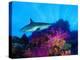 Caribbean Reef Shark and Soft Corals in the Ocean-null-Premier Image Canvas