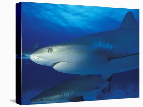 Caribbean Reef Shark, Bahamas-Michele Westmorland-Premier Image Canvas