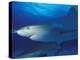 Caribbean Reef Shark, Bahamas-Michele Westmorland-Premier Image Canvas