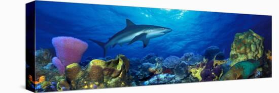 Caribbean Reef Shark Rainbow Parrotfish in the Sea-null-Premier Image Canvas