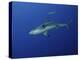 Caribbean Reef Shark, West Caicos, Turks and Caicos-Stocktrek Images-Premier Image Canvas
