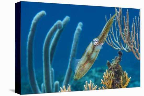 Caribbean Reef Squid (Sepioteuthis Sepioidea) Amongst Gorgonians, on a Shallow Coral Reef-Alex Mustard-Premier Image Canvas