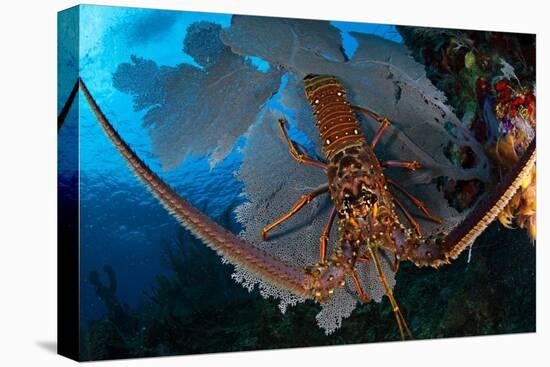 Caribbean spiny lobster sitting on top of Common sea fan-Claudio Contreras-Premier Image Canvas