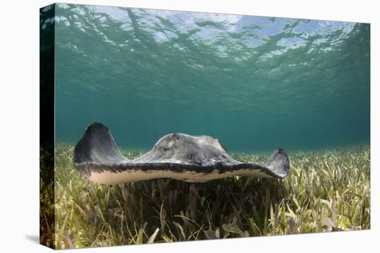Caribbean Whiptail Ray, Shark Ray Alley, Hol Chan Marine Reserve, Belize-Pete Oxford-Premier Image Canvas