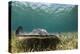 Caribbean Whiptail Ray, Shark Ray Alley, Hol Chan Marine Reserve, Belize-Pete Oxford-Premier Image Canvas