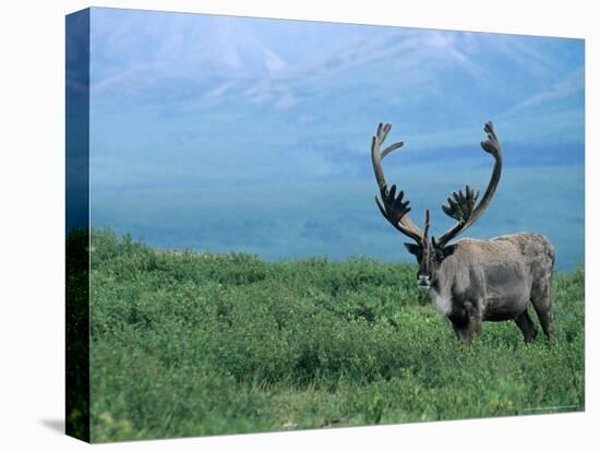 Caribou and Fresh Snow, Denali National Park, Alaska, USA-Howie Garber-Premier Image Canvas