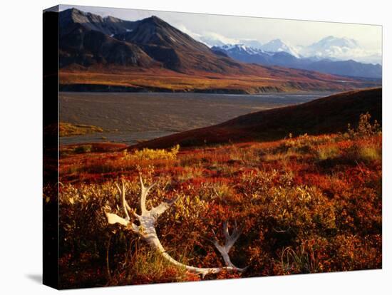 Caribou Antlers on the Tundra in Denali National Park, Denali National Park & Reserve, USA-Mark Newman-Premier Image Canvas