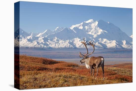 Caribou bull in fall colors with Mount McKinley in the background, Denali National Park, Alaska-Steve Kazlowski-Premier Image Canvas