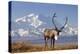 Caribou bull in fall colors with Mount McKinley in the background, Denali National Park, Alaska-Steve Kazlowski-Premier Image Canvas